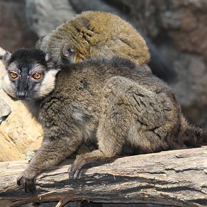 Collared Brown Lemur (Eulemur collaris)