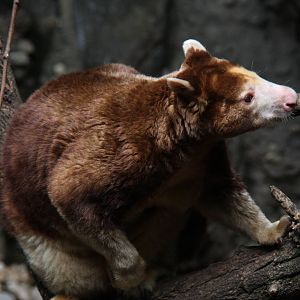 Matschie's Tree Kangaroo (Dendrolagus matschiei)