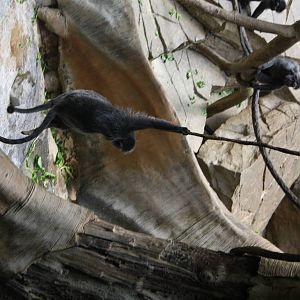 Silvered Leaf-monkey (Trachypithecus cristatus)