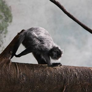 Silvered Leaf-monkey (Trachypithecus cristatus)