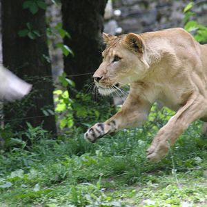 lion (Panthera leo)