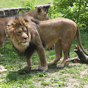 lion (Panthera leo)