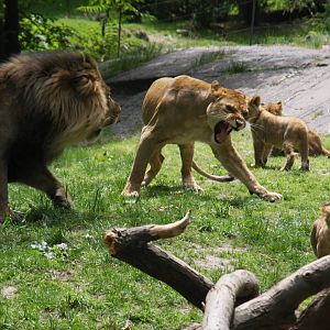 lion (Panthera leo)