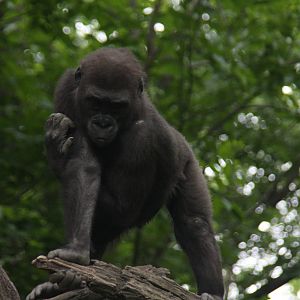 Western Gorilla (Gorilla gorilla)