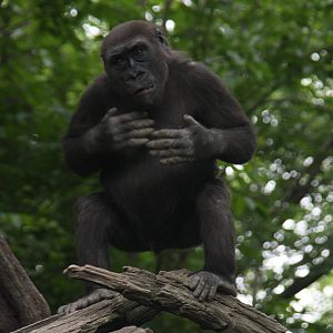 Western Gorilla (Gorilla gorilla)