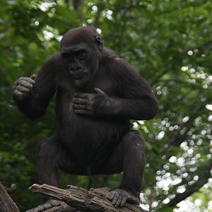 Western Gorilla (Gorilla gorilla)