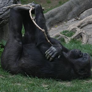 Western Gorilla (Gorilla gorilla)