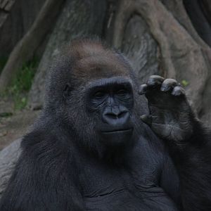 Western Gorilla (Gorilla gorilla)
