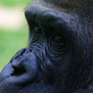 Western Gorilla (Gorilla gorilla)