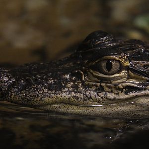 American alligator (Alligator mississippiensis)
