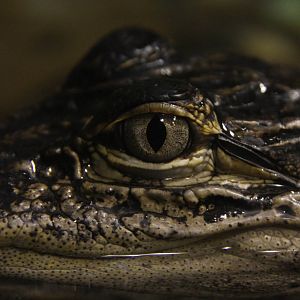 American alligator (Alligator mississippiensis)