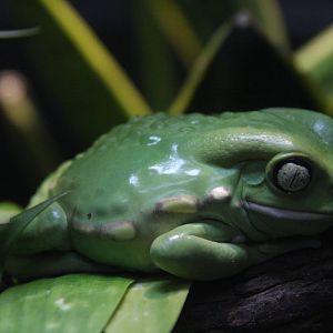Waxy Monkey Frog