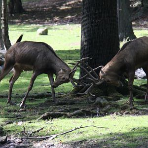 Père David's Deer (Elaphurus davidianus)