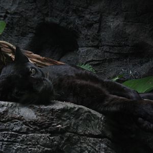 leopard (Panthera pardus)