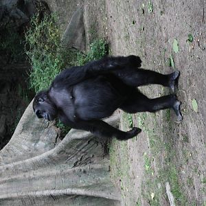 Western Gorilla (Gorilla gorilla)