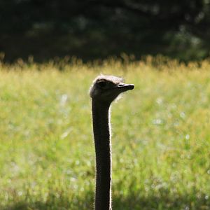 Ostrich (Struthio camelus)
