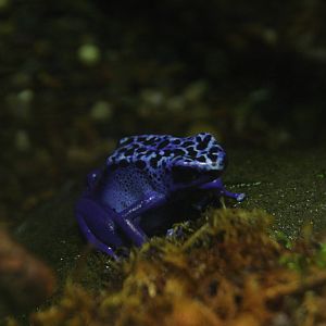 Poison Dart Frog