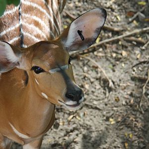 Lowland nyala (Tragelaphus angasi)