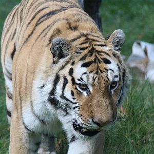 Siberian tiger (Panthera tigris altaica)