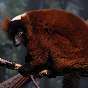 Red Ruffed Lemur (Varecia rubra)