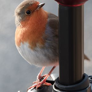 The Robin - A Photographers Friend
