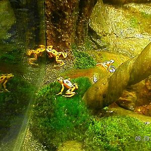 Panamanian Golden Frogs