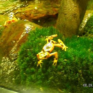 Panamanian Golden Frogs