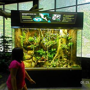 Panamanian Golden Frogs