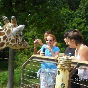 Feeding the Giraffes