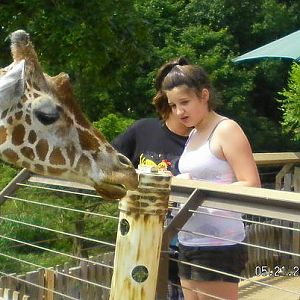Feeding the Giraffes
