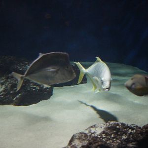 Birch Aquarium