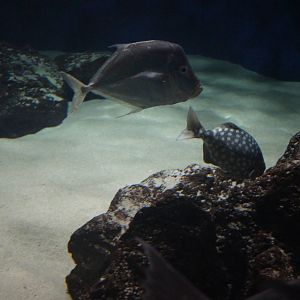 Birch Aquarium
