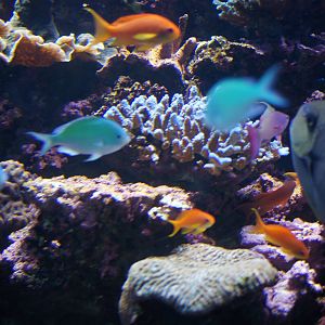 Birch Aquarium