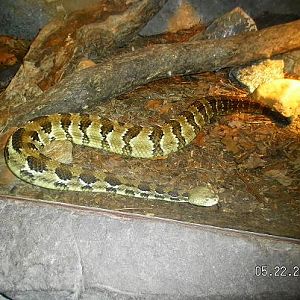 Timber Rattlesnake