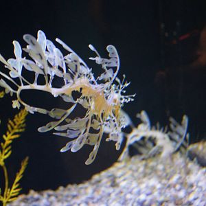 Birch Aquarium