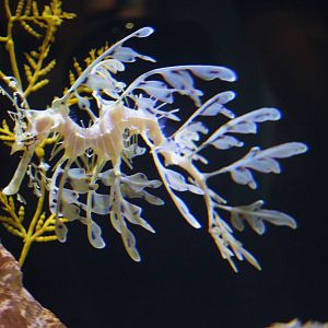 Birch Aquarium