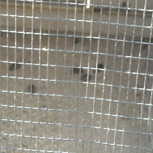 Las Vegas Zoo - Iside of lovebird Cage