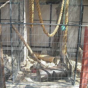 Los Vegas Zoo - Fossa's enclosure