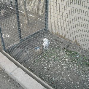 Las Vegas Zoo - White Cockatoo