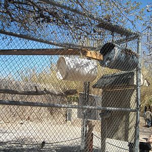 Las Vegas Zoo - Binturong