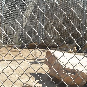 Las Vegas Zoo - Lions