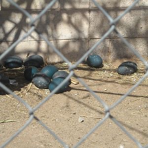 Las Vegas Zoo - Emu