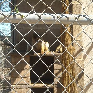 Las Vegas Zoo - Barbary Macaque