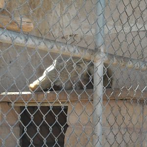 Las Vegas Zoo - Barbary Macaque
