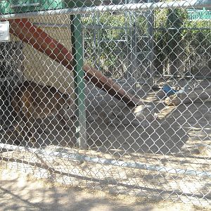 Las Vegas Zoo - Puma