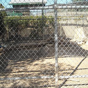 Las Vegas Zoo - puma