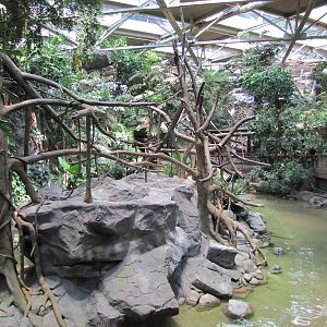 Minnesota Zoo 2010 - White-cheeked Gibbon Island inside Tropics Trail