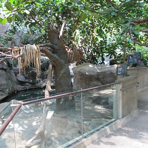 Minnesota Zoo 2010 - Right part of mixed exhibit for Malayan Tapir and Bint