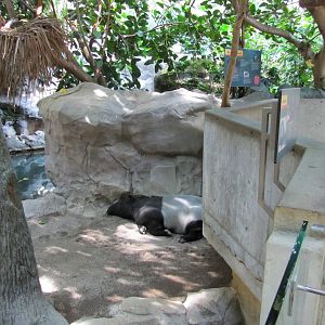 Minnesota Zoo 2010 - Malayan Tapir inside Tropics Trail