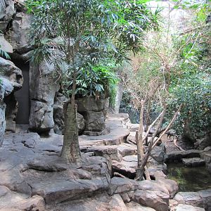 Minnesota Zoo 2010 - Visayan Warty Pig exhibit inside Tropics Trail